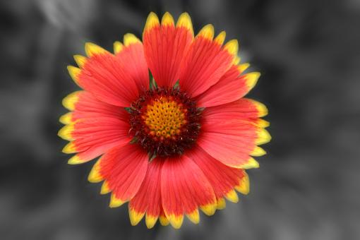 Free Stock Photo of Red flower