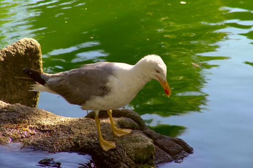 Free Stock Photo of Seagull standing
