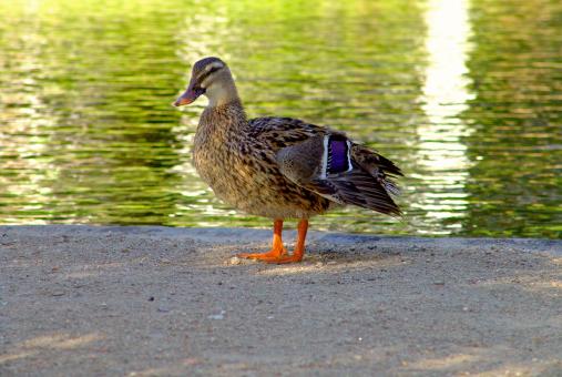 Free Stock Photo of Duck standing near a lake