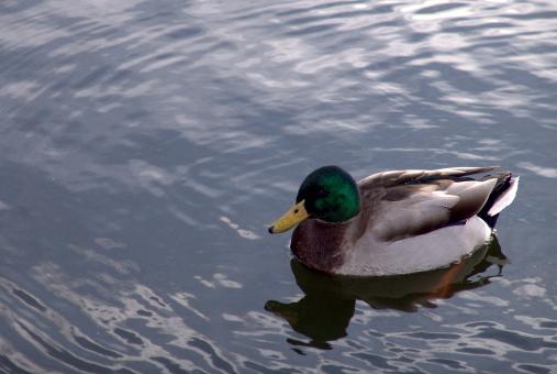 Free Stock Photo of Duck