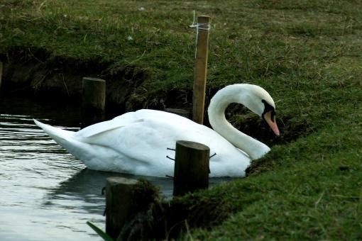 Free Stock Photo of Swan swims near grass