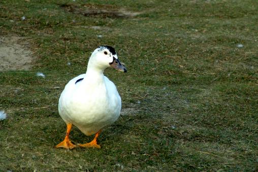 Free Stock Photo of Duck in the grass