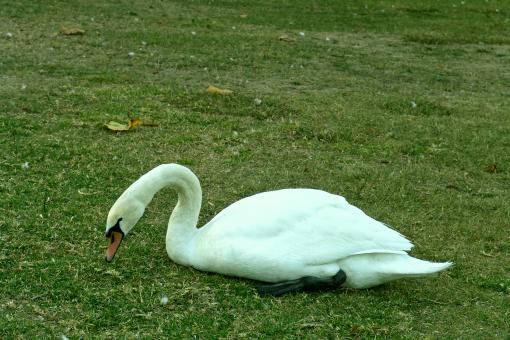 Free Stock Photo of Swan in the green grass