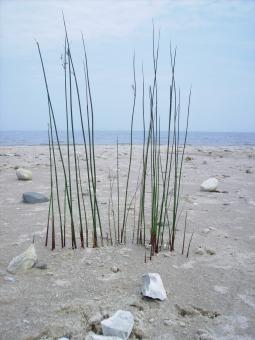 Free Stock Photo of Huron through the weeds
