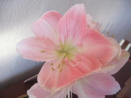 Free Stock Photo of Christmas flower