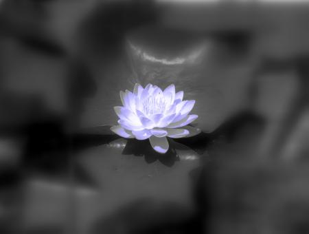 Free Stock Photo of Water lily