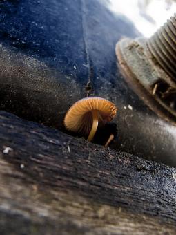 Free Stock Photo of Lonely mushroom