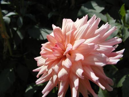 Free Stock Photo of Pink Flower