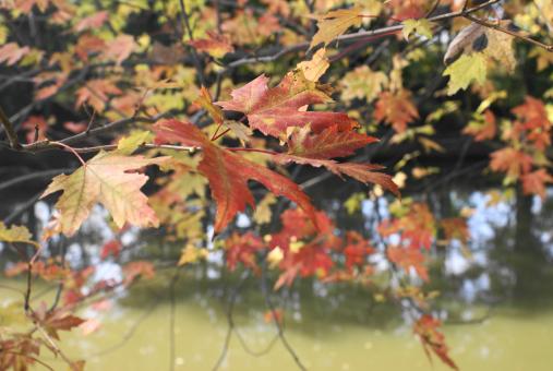 Free Stock Photo of Autumn leafs