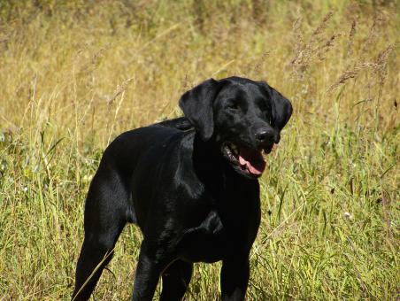 Free Stock Photo of My bros lab