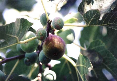 Free Stock Photo of Figs