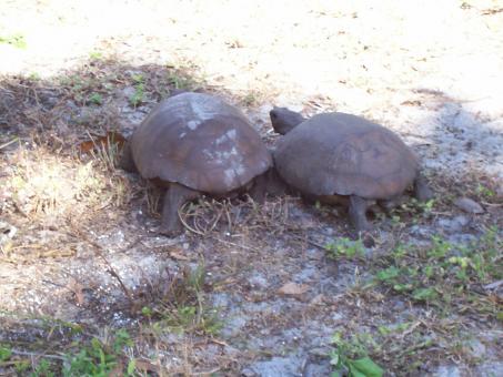 Free Stock Photo of Florida endangered gopher tortoise