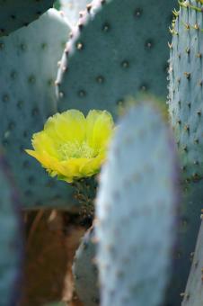 Free Stock Photo of Cactus flower