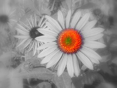 Free Stock Photo of Daisy