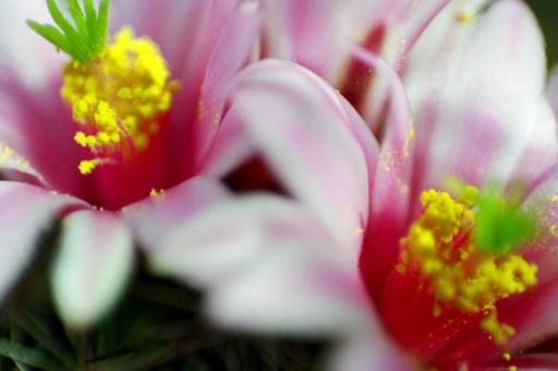 Free Stock Photo of Cactus Flower