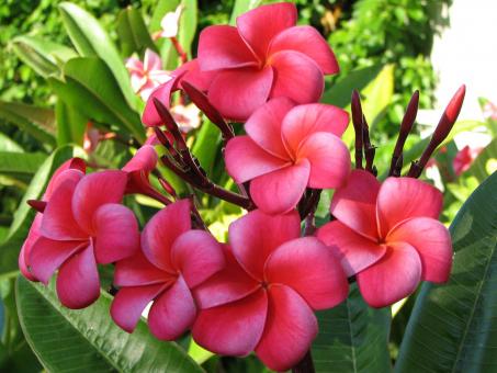 Free Stock Photo of Pink Flowers