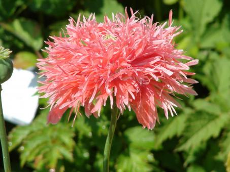 Free Stock Photo of Pink flower