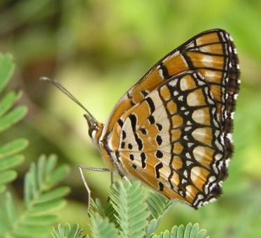 Free Stock Photo of Golden Butterfly