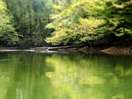 Free Stock Photo of Rain Forest