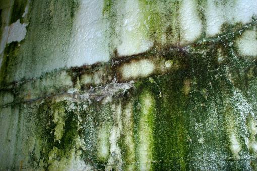 Free Stock Photo of Green wall texture