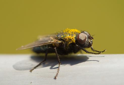 Free Stock Photo of Fly macro