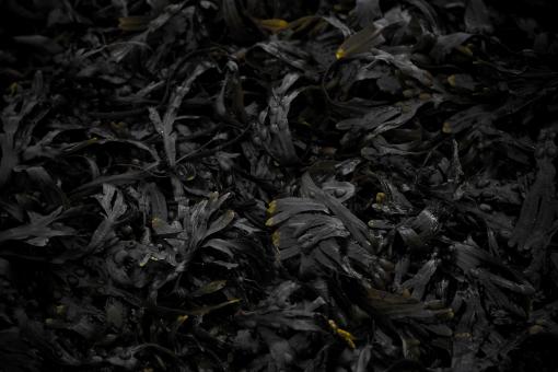 Free Stock Photo of Seaweed
