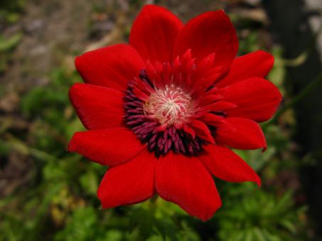 Free Stock Photo of Red flower