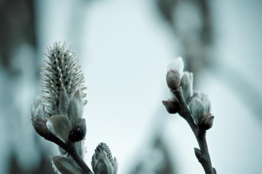 Free Stock Photo of Growing tree