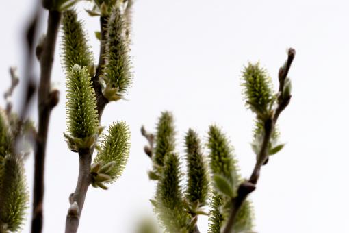 Free Stock Photo of Growing
