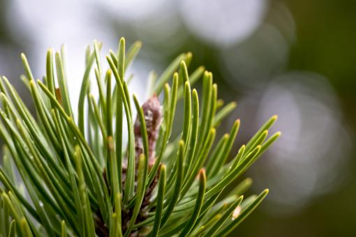 Free Stock Photo of Green tree top
