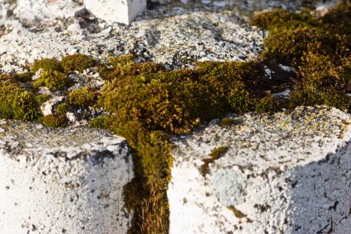 Free Stock Photo of Moss