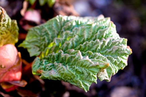 Free Stock Photo of Rhubarb plant