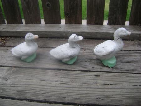 Free Stock Photo of Ducks in a row