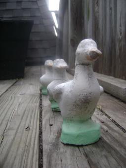 Free Stock Photo of Ducks in a row