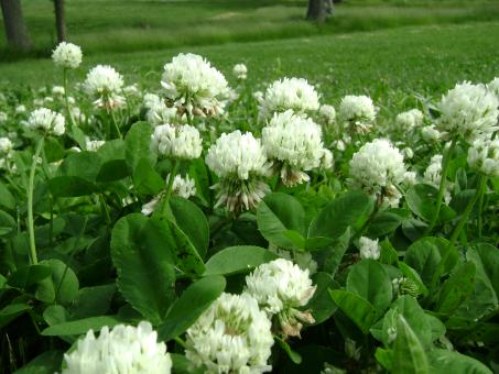 Free Stock Photo of Flower Patch