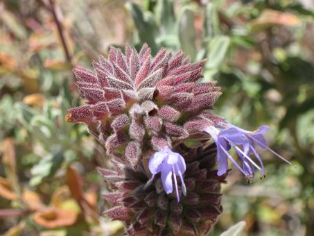 Free Stock Photo of Velvet Thistle