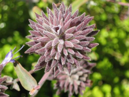 Free Stock Photo of Velvet Thistle