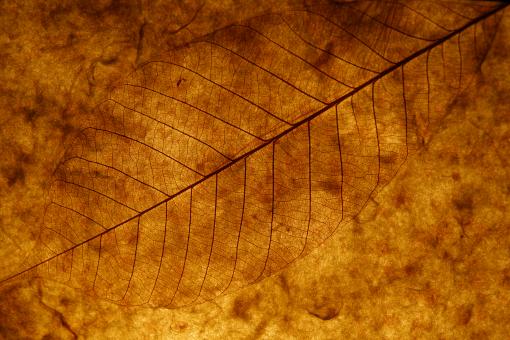 Free Stock Photo of Brown Leaf
