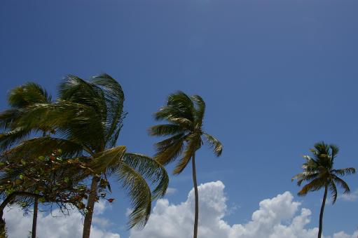 Free Stock Photo of Palm trees