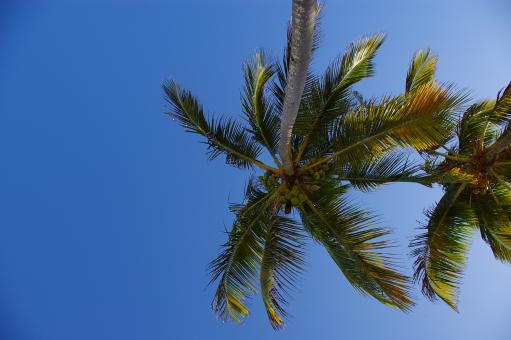 Free Stock Photo of Palm tree against the sky