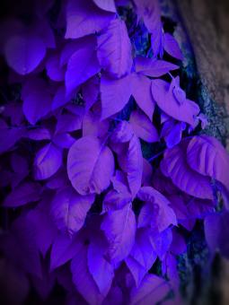 Free Stock Photo of Blue plants