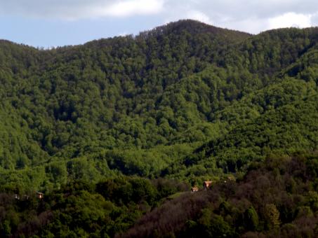 Free Stock Photo of Tree covered mountains