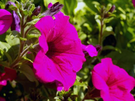 Free Stock Photo of Pink Flowers