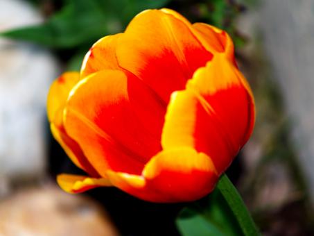 Free Stock Photo of Orange Flower