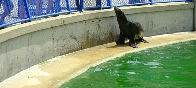 Free Stock Photo of Seal Feeding Time