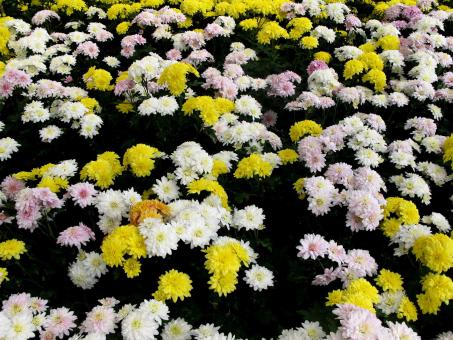 Free Stock Photo of Flowers