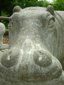 Free Stock Photo of Hippo up close