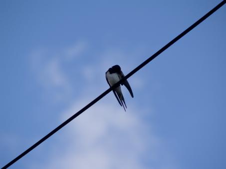 Free Stock Photo of Bird on a wire