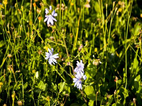 Free Stock Photo of White flowers in the grass