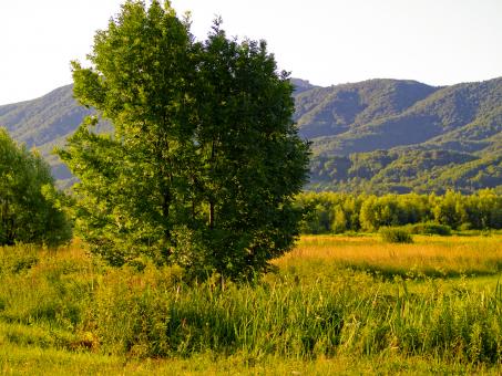Free Stock Photo of Tree